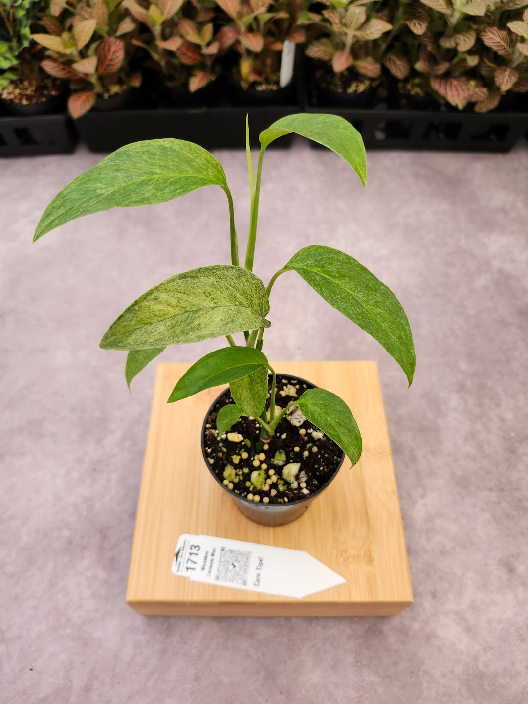 Monstera Laniata Mint (3in)-1713