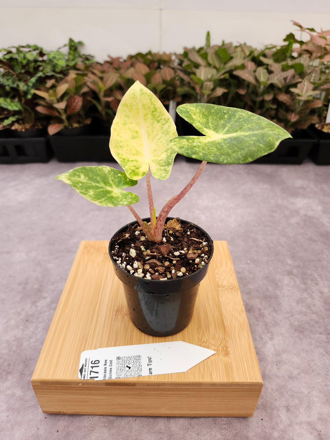 Alocasia New Guinea Gold (3in)-1716