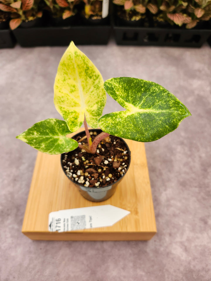 Alocasia New Guinea Gold (3in)-1716