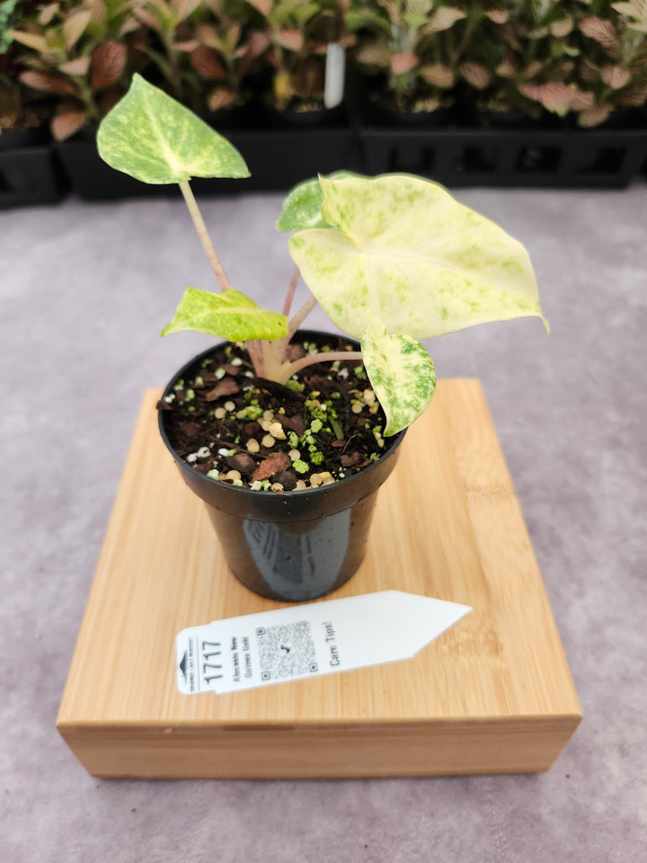 Alocasia New Guinea Gold (3in)-1717