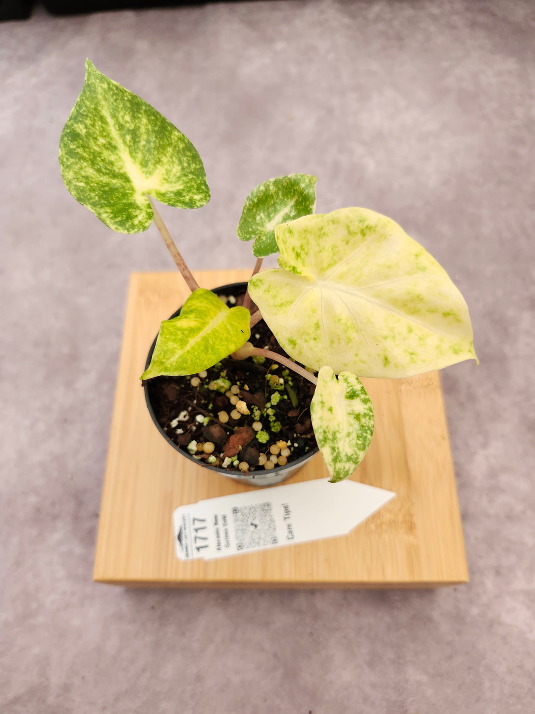 Alocasia New Guinea Gold (3in)-1717