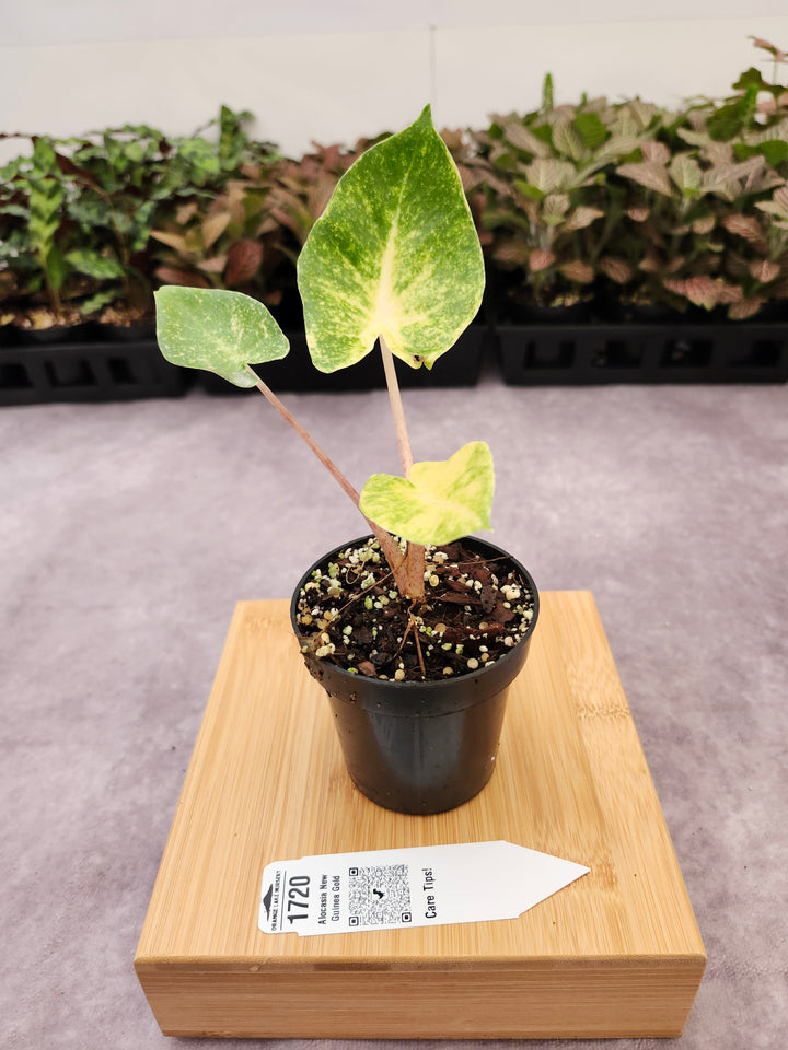 Alocasia New Guinea Gold (3in)-1720