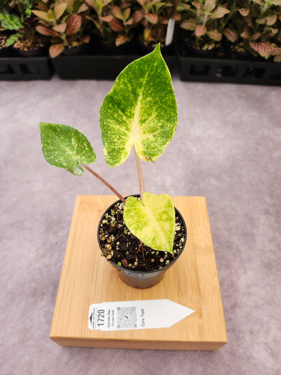 Alocasia New Guinea Gold (3in)-1720