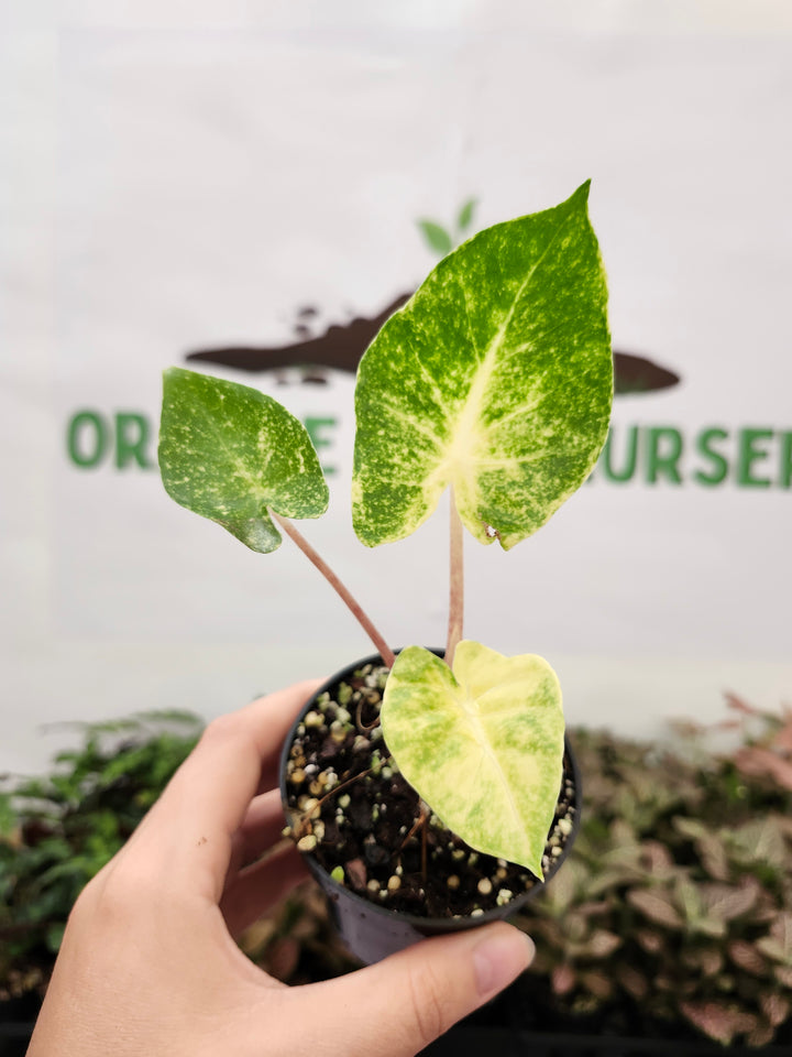 Alocasia New Guinea Gold (3in)-1720
