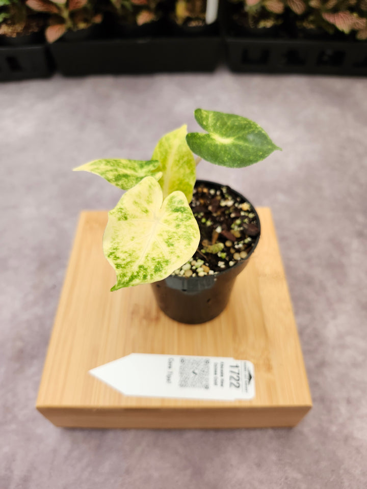 Alocasia New Guinea Gold (3in)-1722