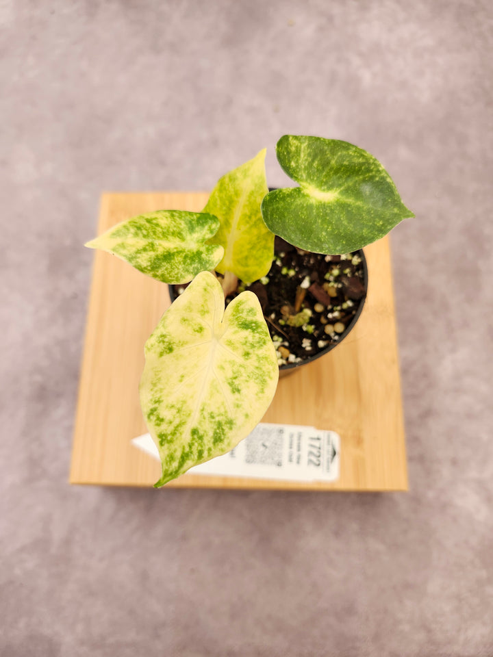 Alocasia New Guinea Gold (3in)-1722
