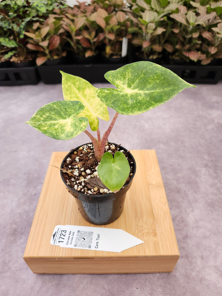 Alocasia New Guinea Gold (3in)-1723