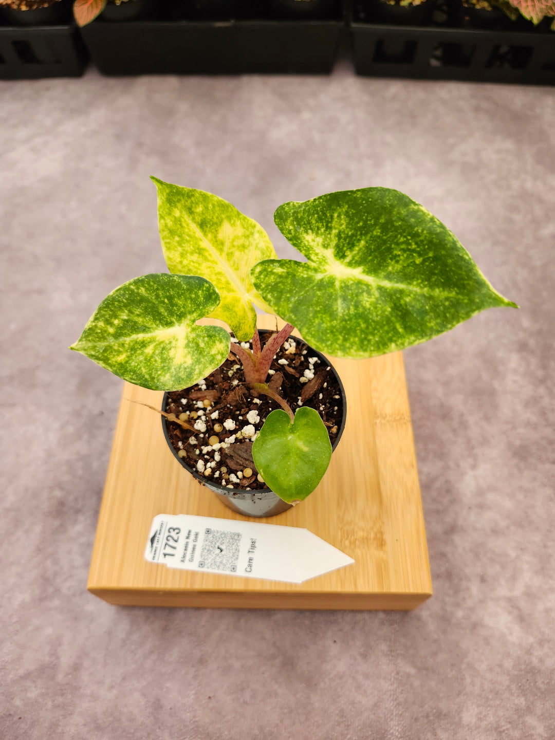 Alocasia New Guinea Gold (3in)-1723