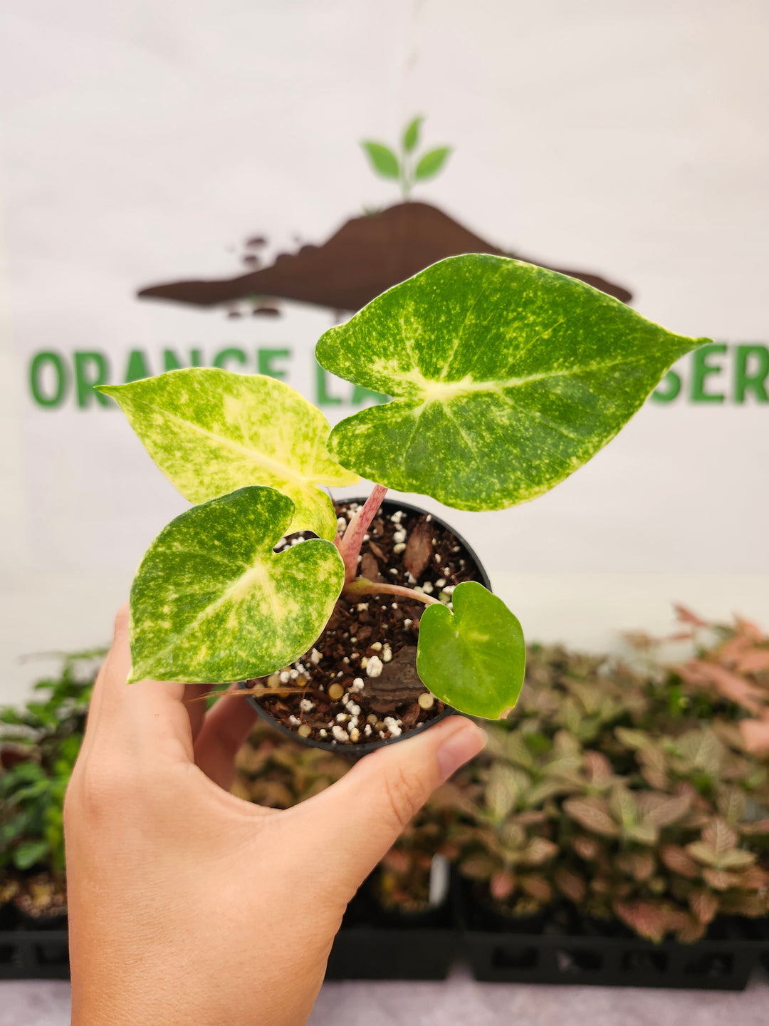 Alocasia New Guinea Gold (3in)-1723