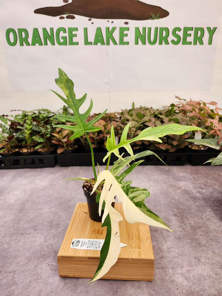 Philodendron Florida Beauty x Tortum (3in)-1739