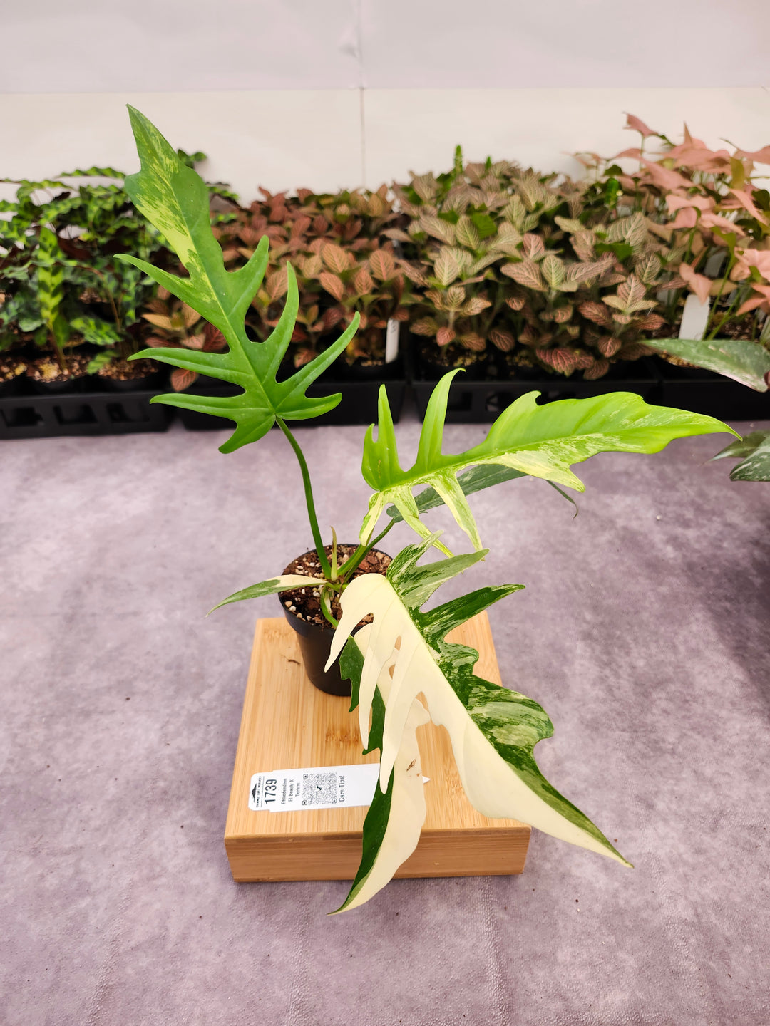 Philodendron Florida Beauty x Tortum (3in)-1739