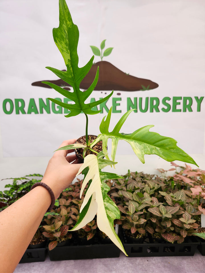 Philodendron Florida Beauty x Tortum (3in)-1739