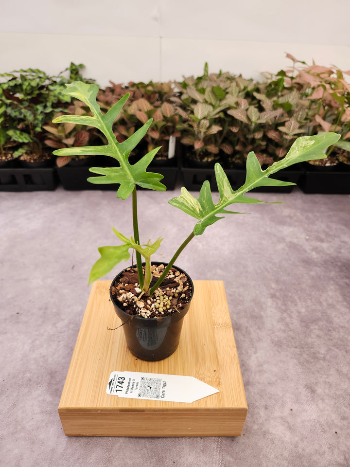 Philodendron Florida Beauty x Tortum (3in)-1743