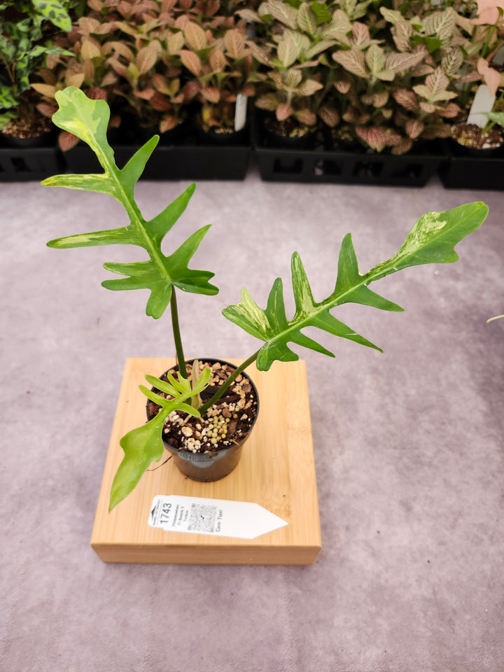Philodendron Florida Beauty x Tortum (3in)-1743