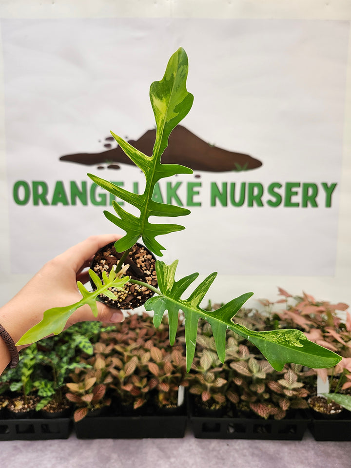 Philodendron Florida Beauty x Tortum (3in)-1743