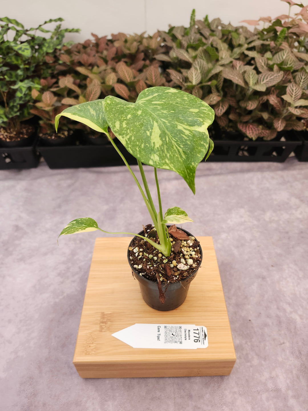 Monstera Electrolyte (3in)-1776