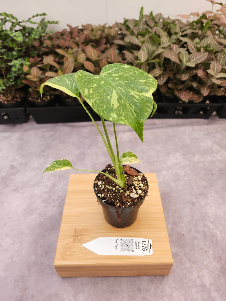 Monstera Electrolyte (3in)-1776