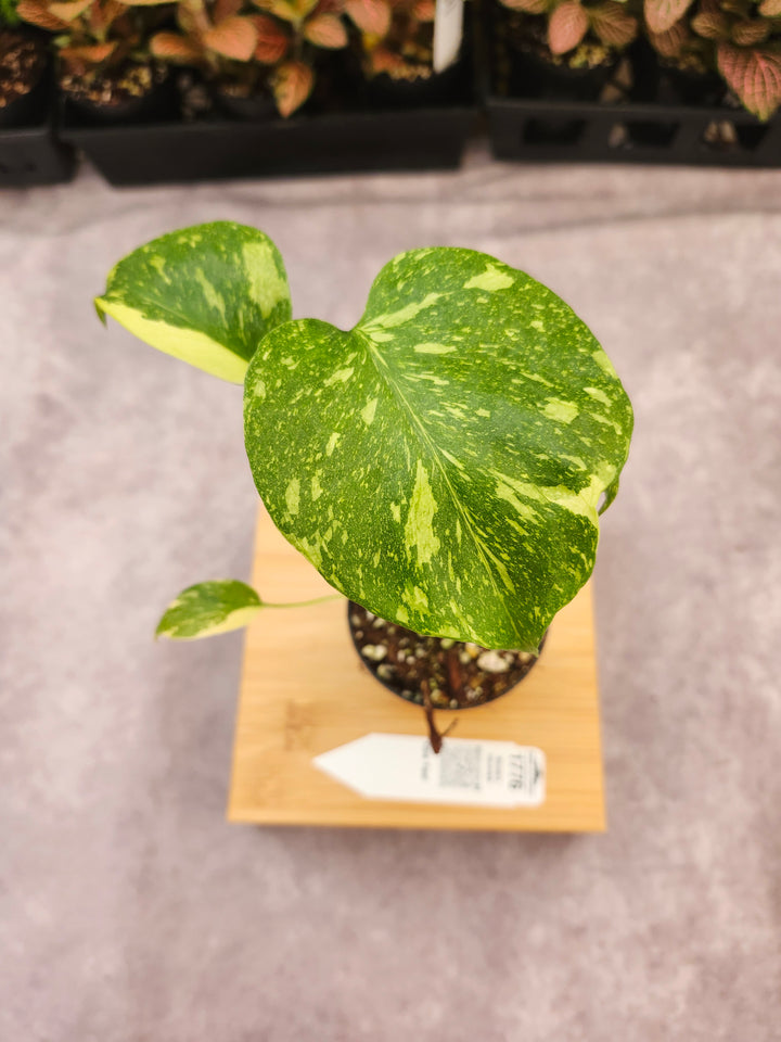 Monstera Electrolyte (3in)-1776