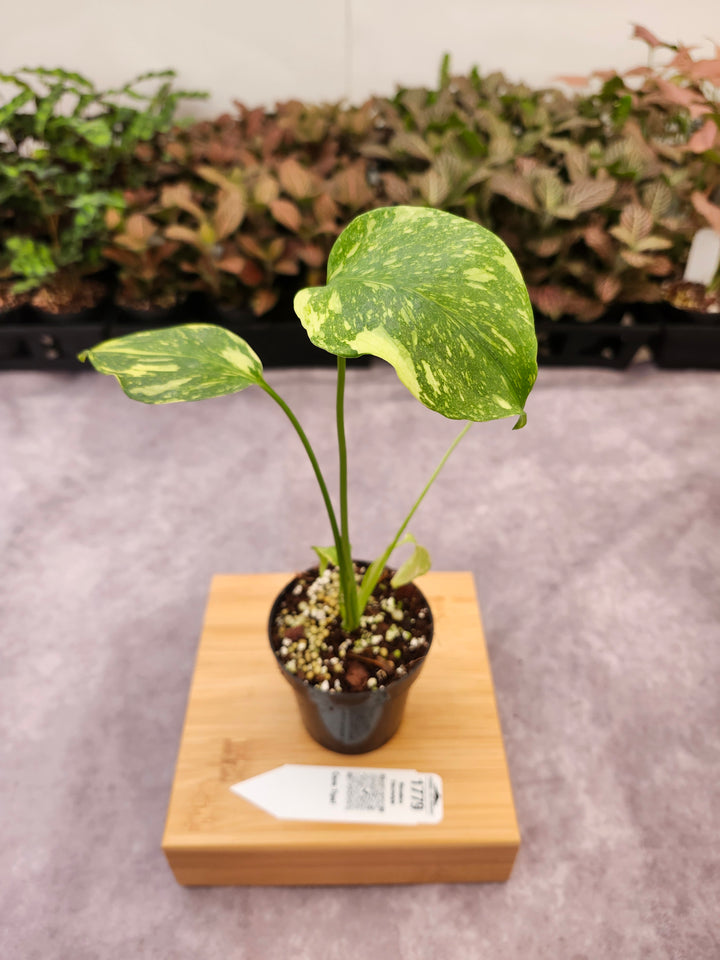 Monstera Electrolyte (3in)-1779