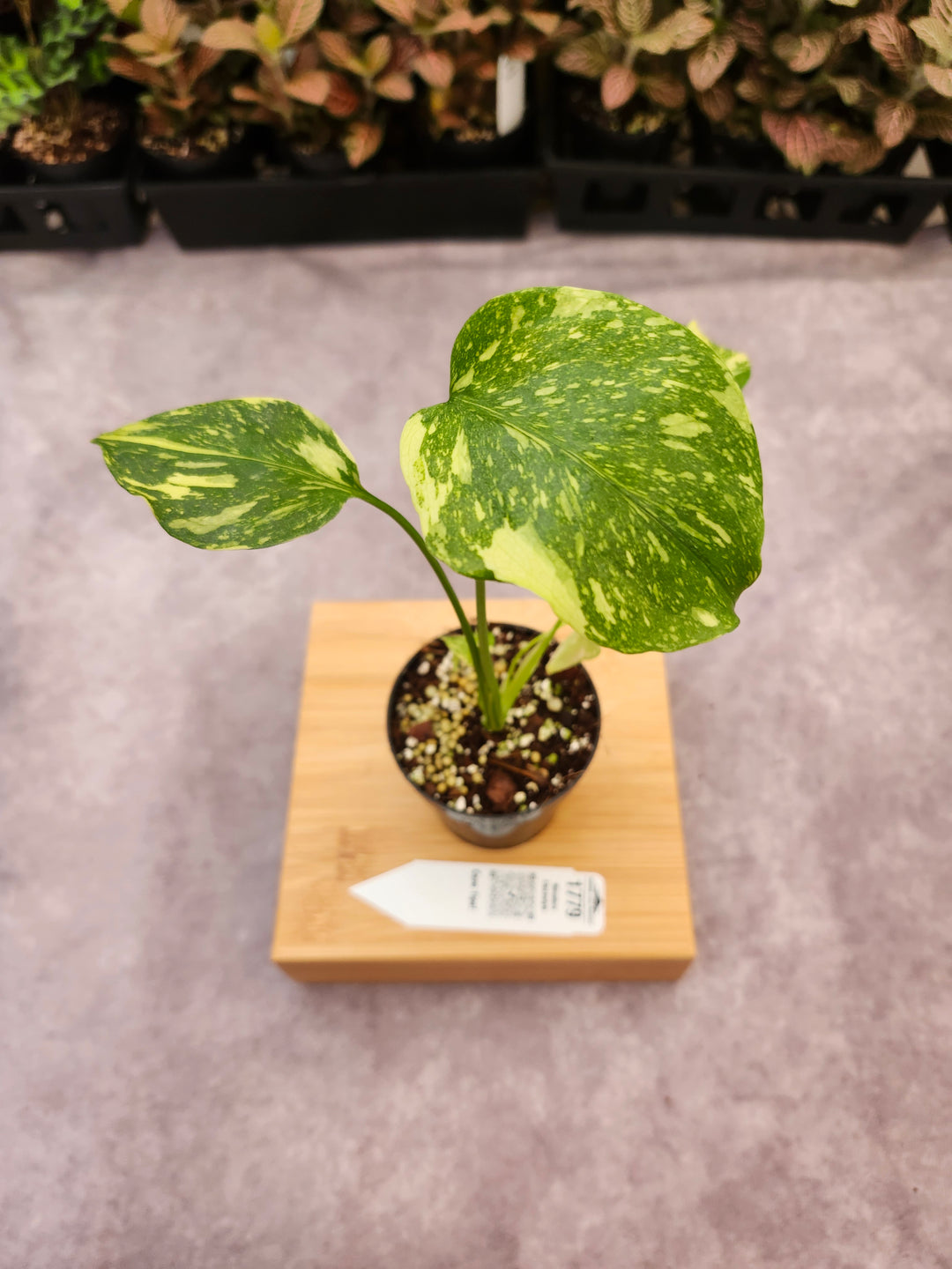 Monstera Electrolyte (3in)-1779