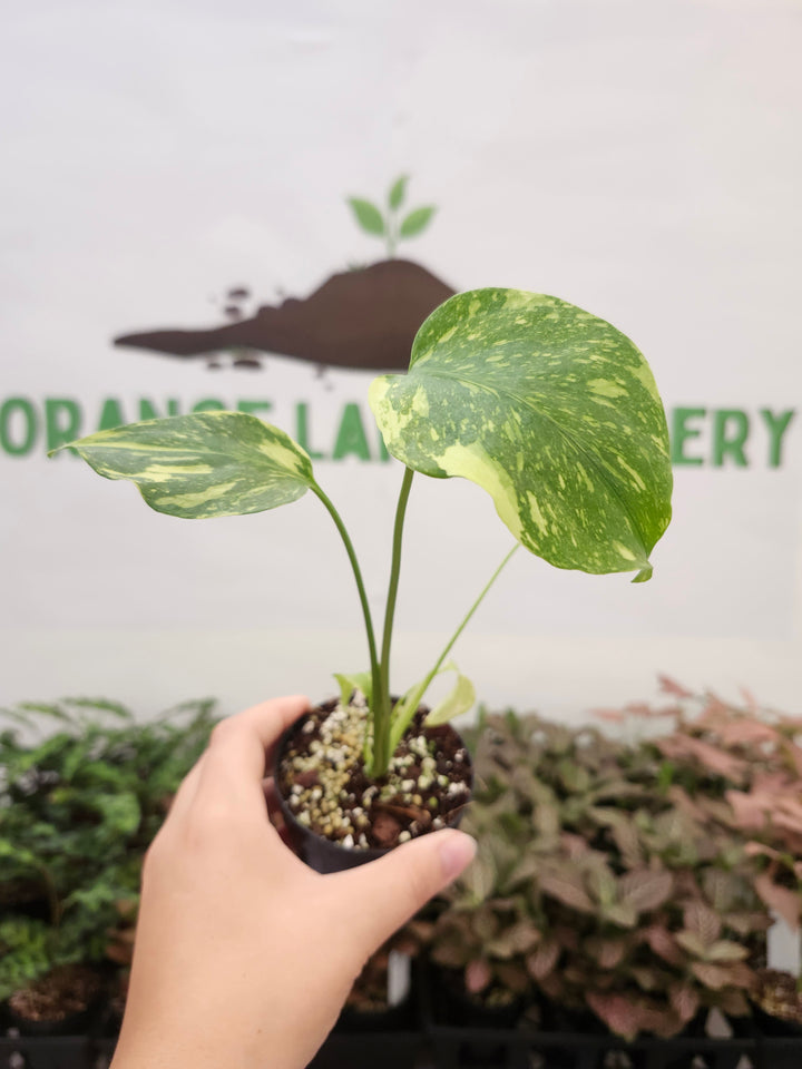 Monstera Electrolyte (3in)-1779