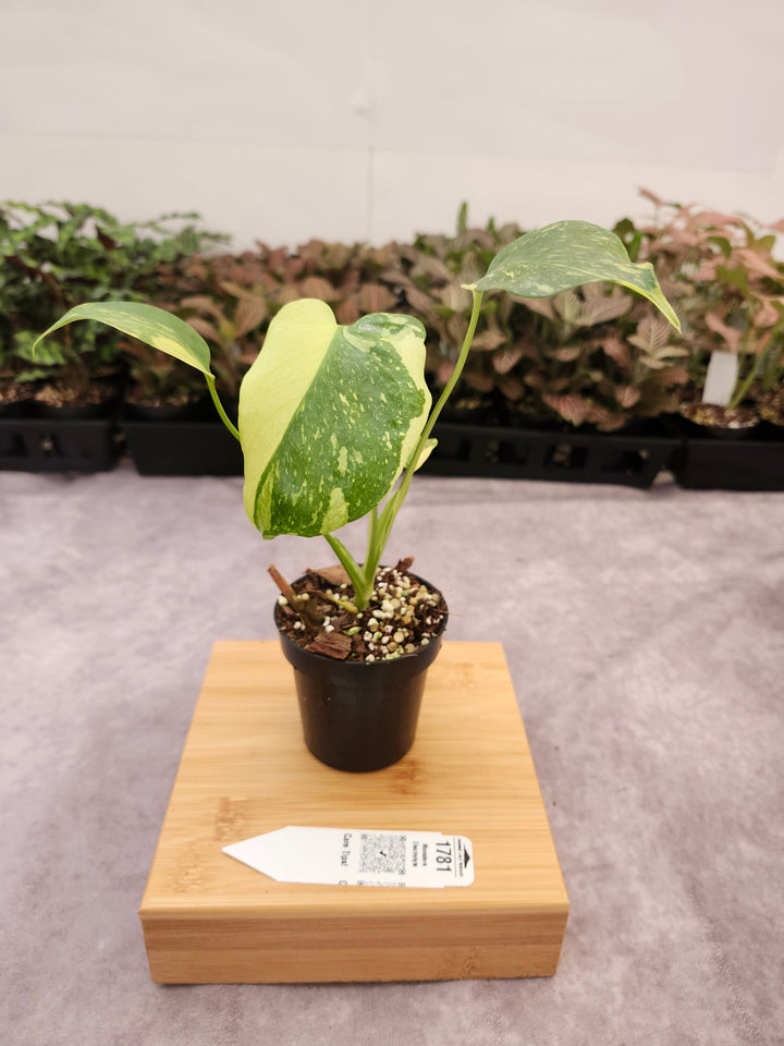 Monstera Electrolyte (3in)-1781