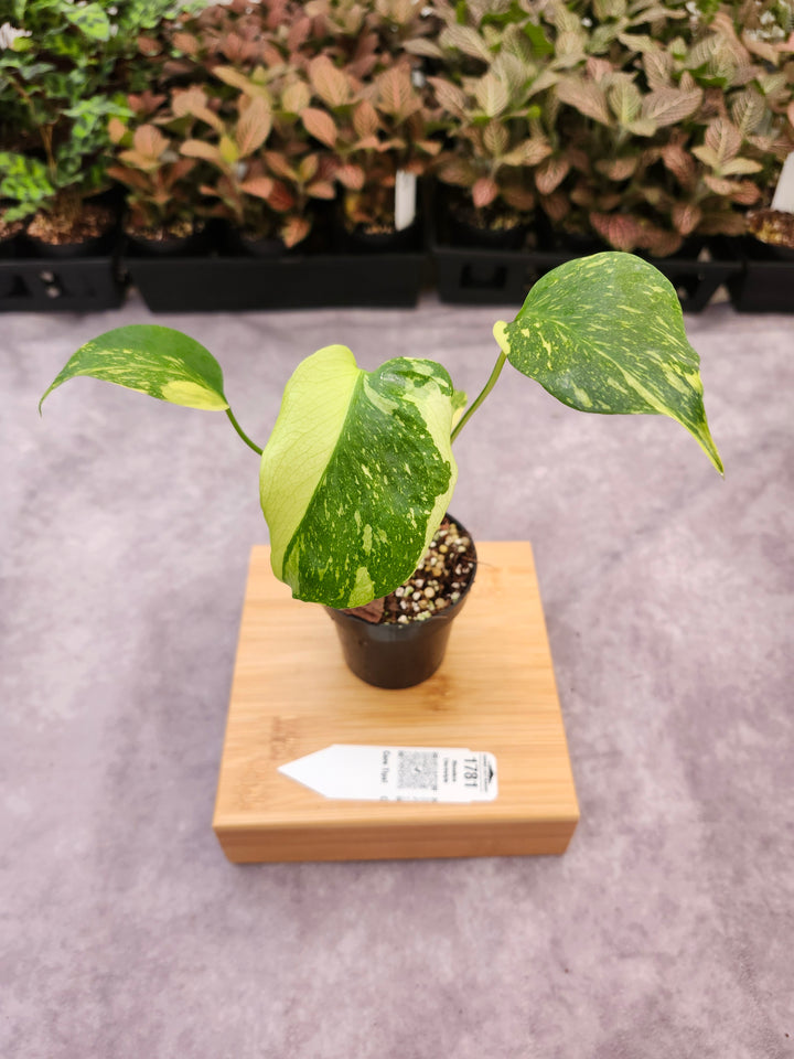 Monstera Electrolyte (3in)-1781