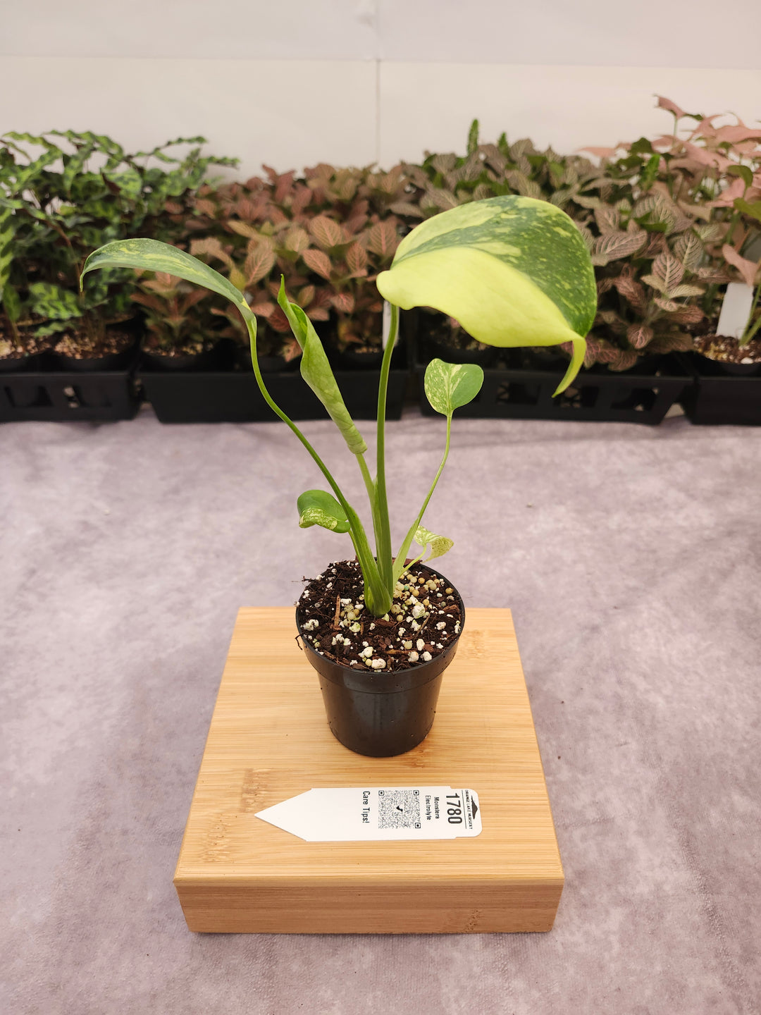 Monstera Electrolyte (3in)-1780