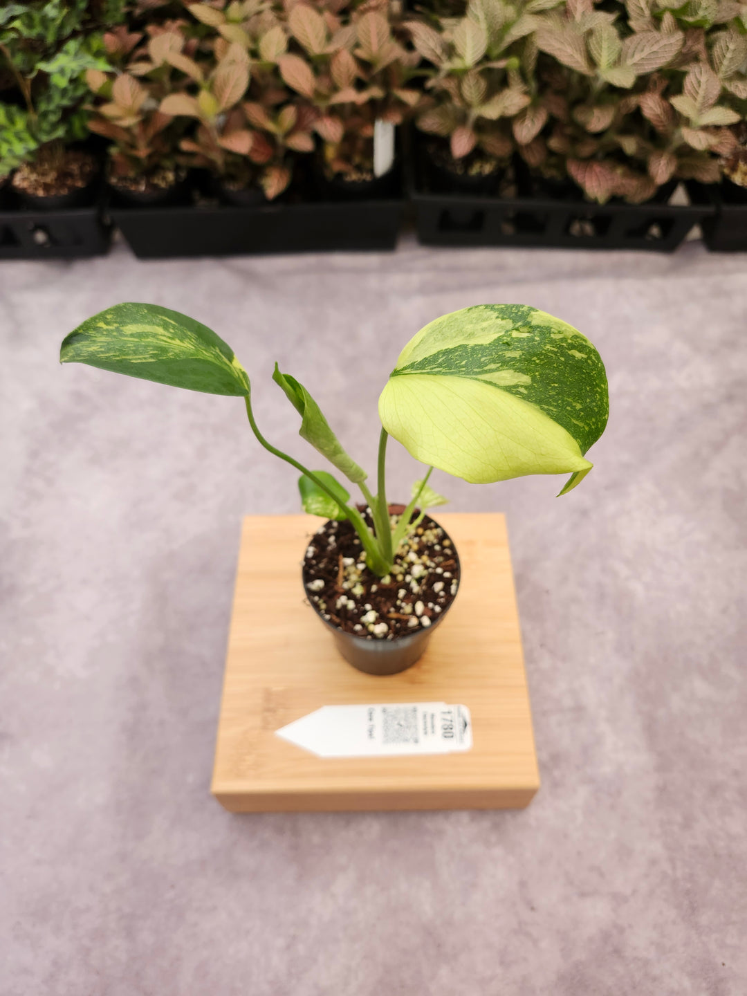 Monstera Electrolyte (3in)-1780