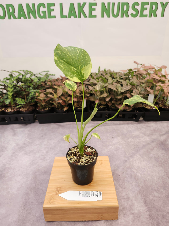 Monstera Electrolyte (3in)-1782