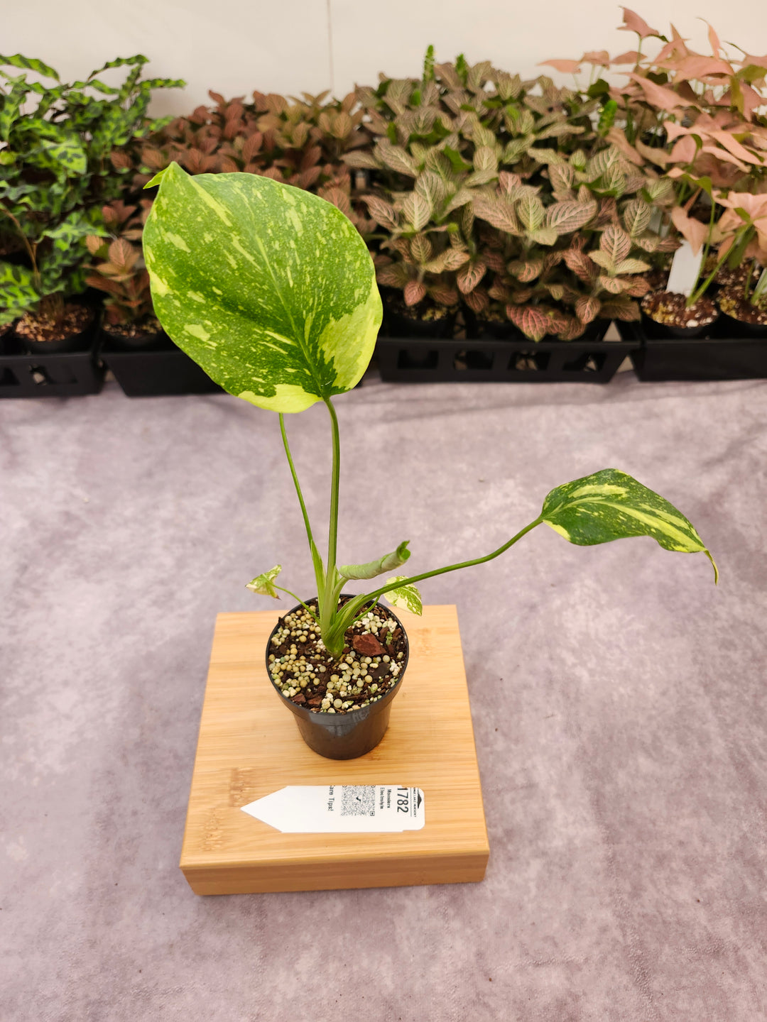 Monstera Electrolyte (3in)-1782