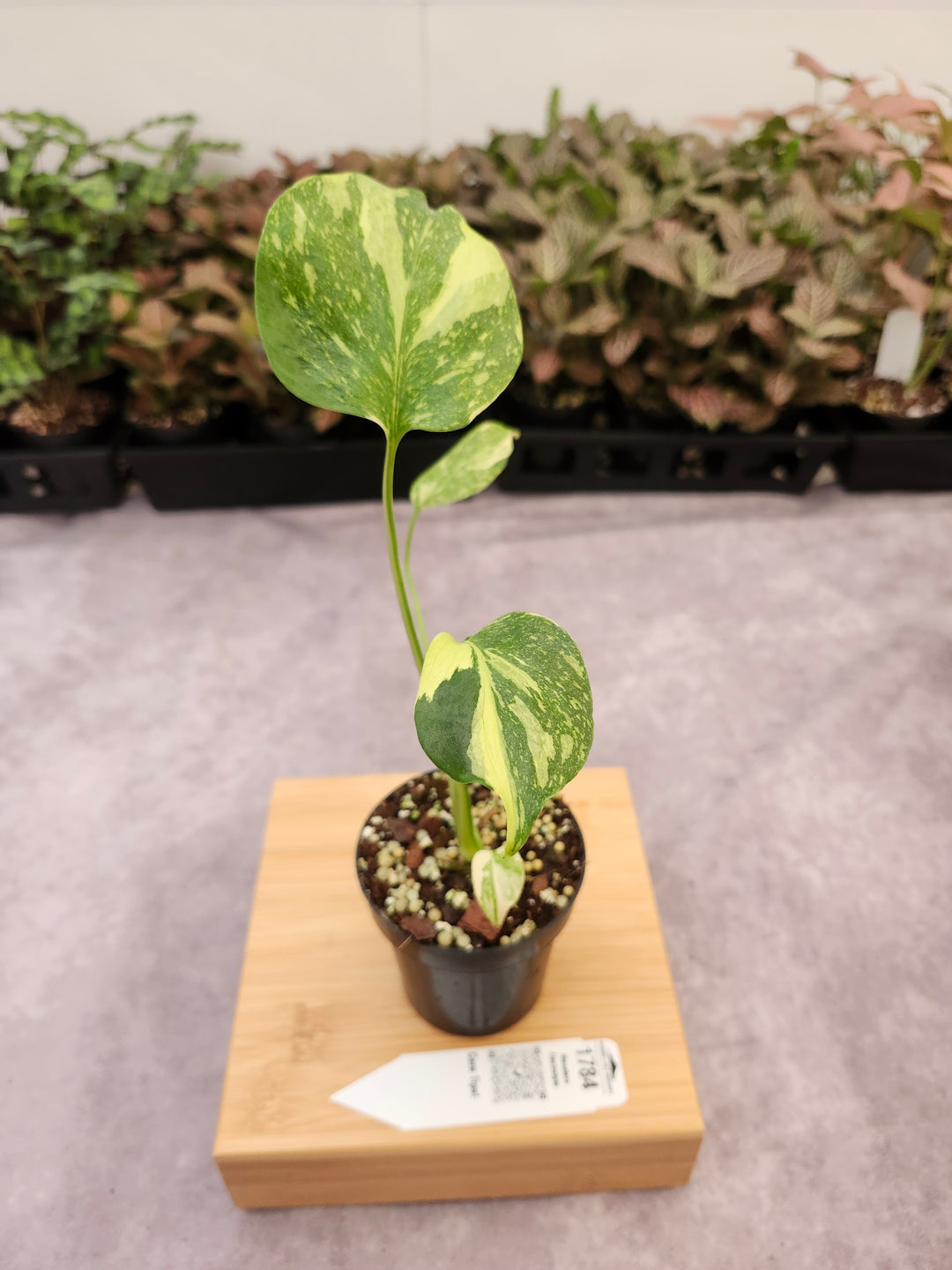 Monstera Electrolyte (3in)-1784