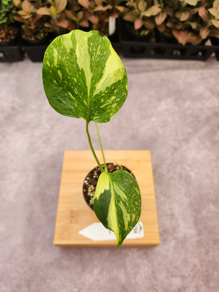Monstera Electrolyte (3in)-1784