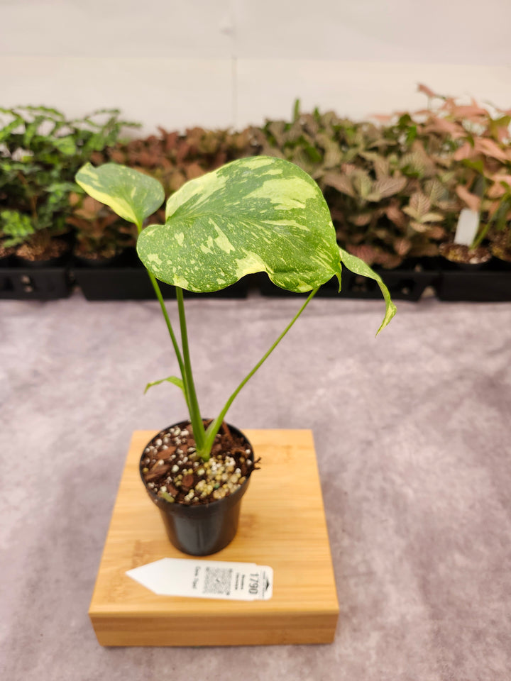 Monstera Electrolyte (3in)-1790