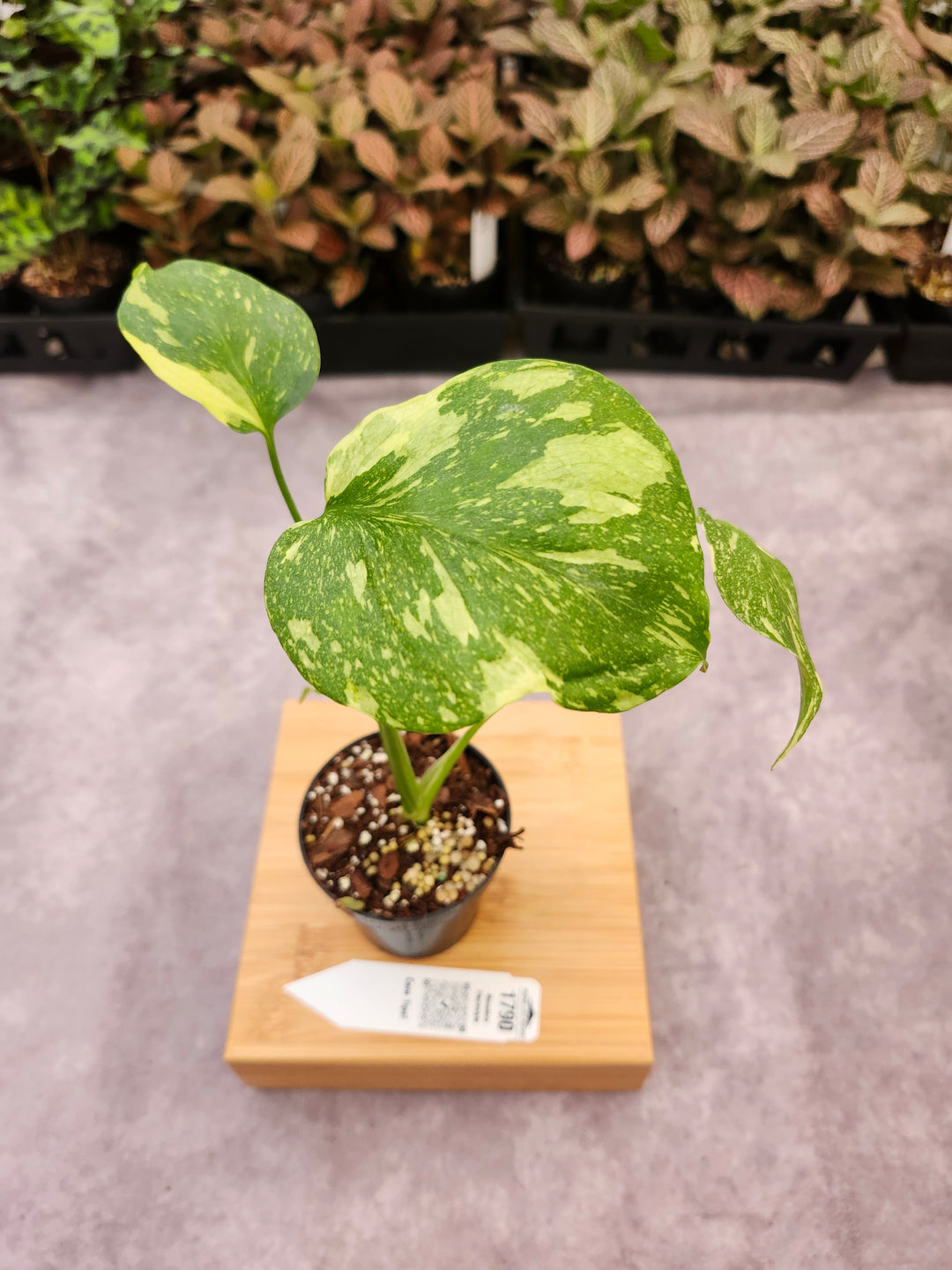 Monstera Electrolyte (3in)-1790
