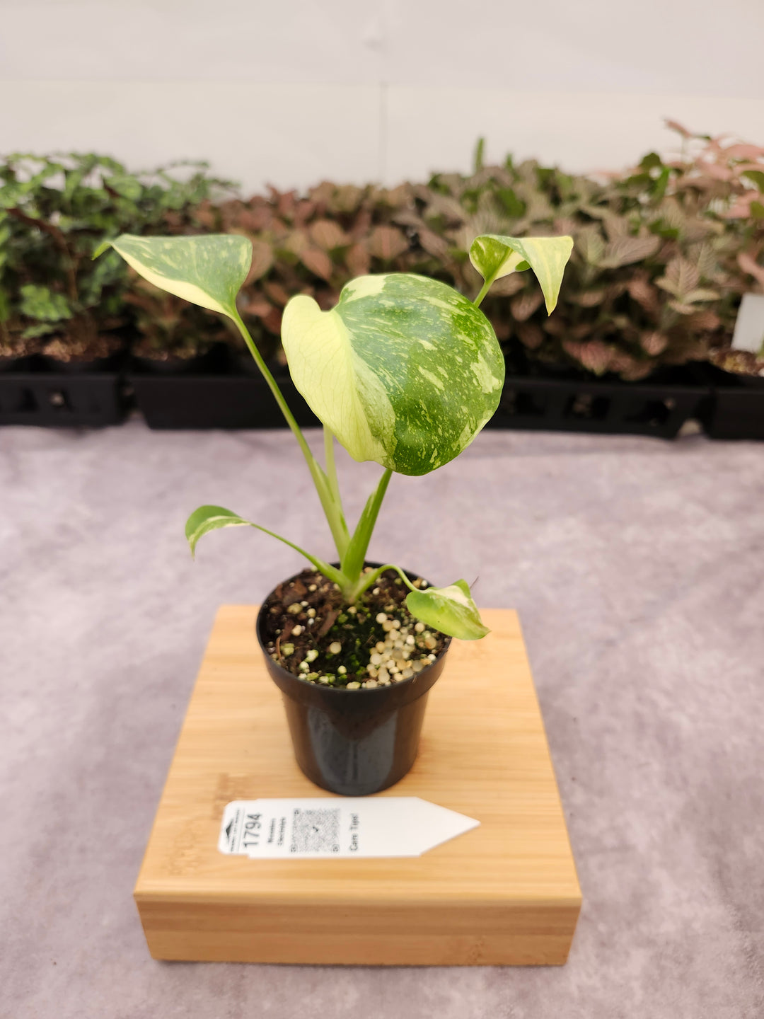 Monstera Electrolyte (3in)-1794