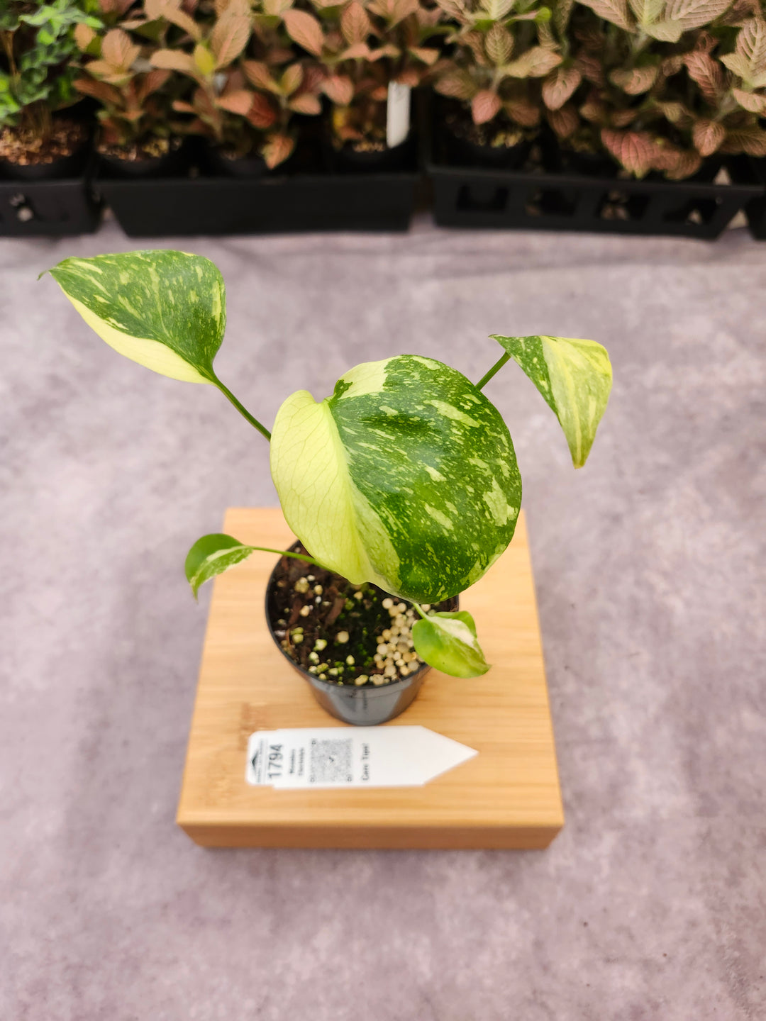 Monstera Electrolyte (3in)-1794