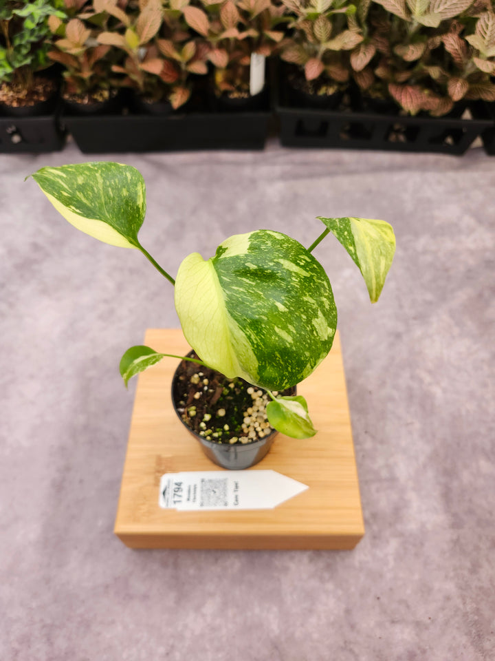 Monstera Electrolyte (3in)-1794