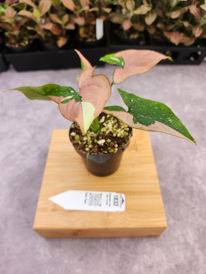 Syngonium Red Spot Tricolor (3in)- 1832