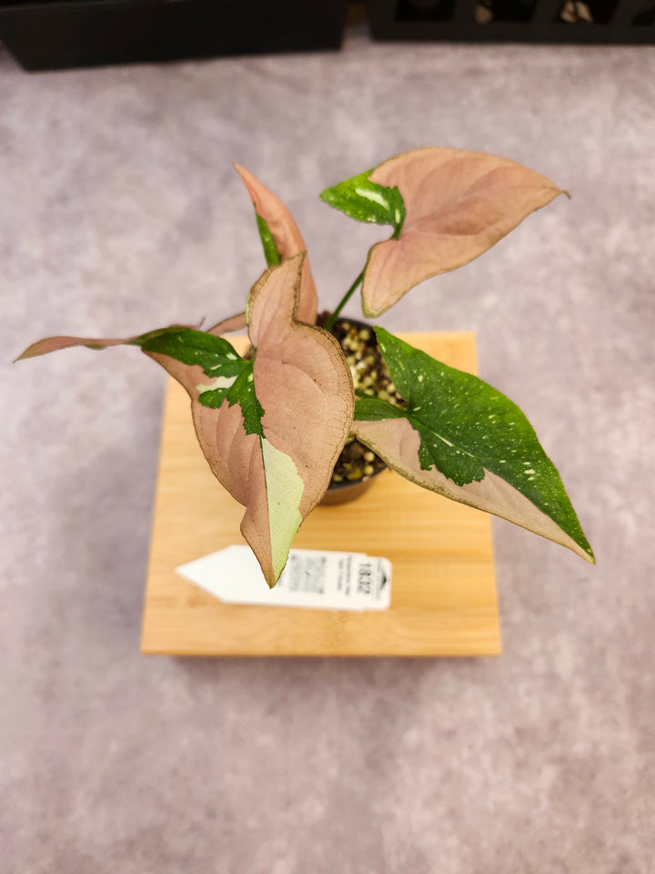 Syngonium Red Spot Tricolor (3in)- 1832