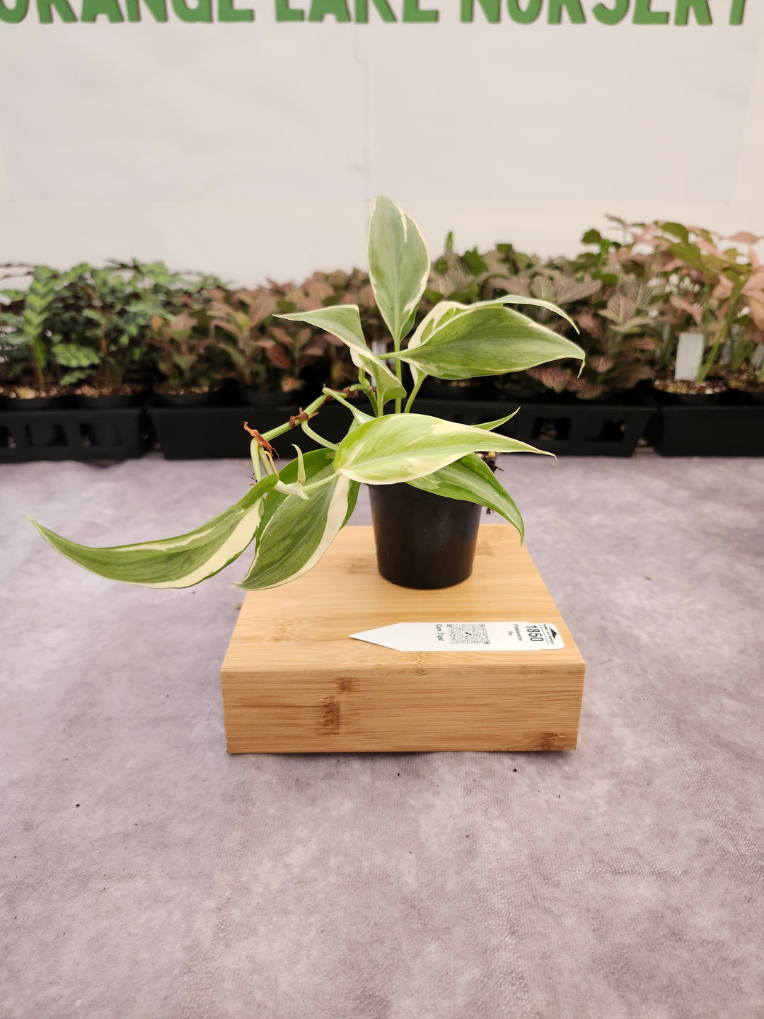 Philodendron Rio (3in)-1850