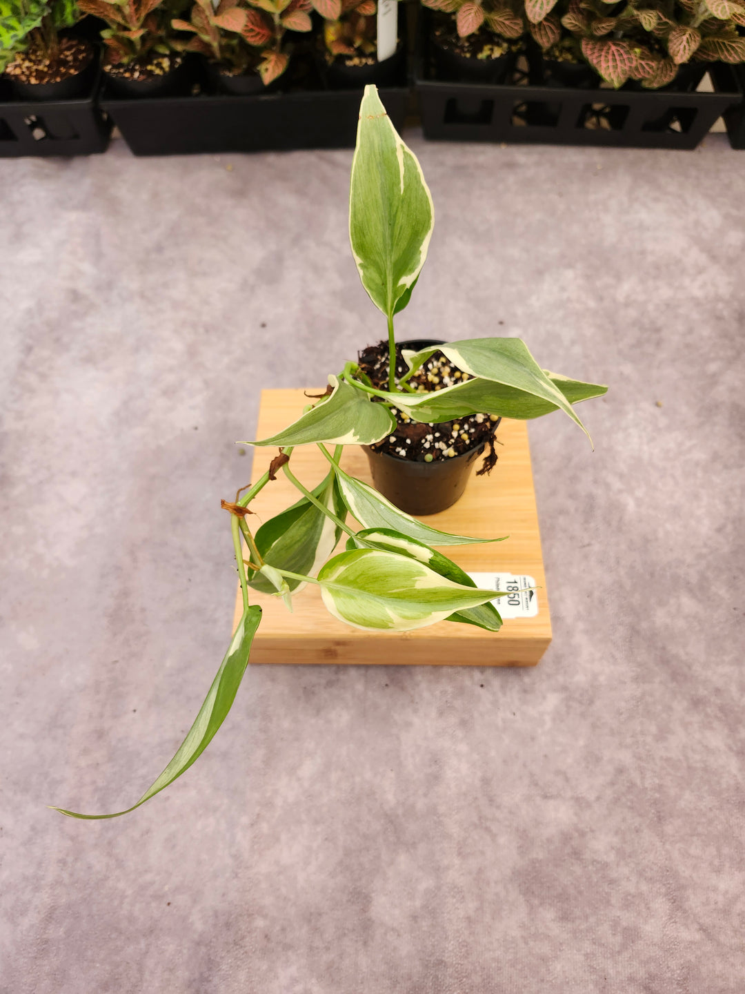 Philodendron Rio (3in)-1850