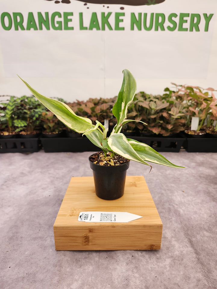 Philodendron Rio (3in)-1851
