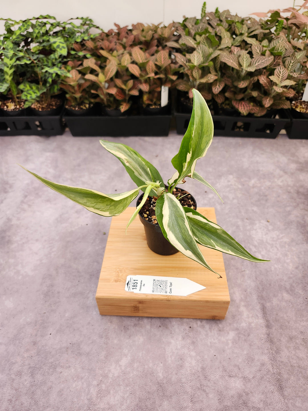 Philodendron Rio (3in)-1851