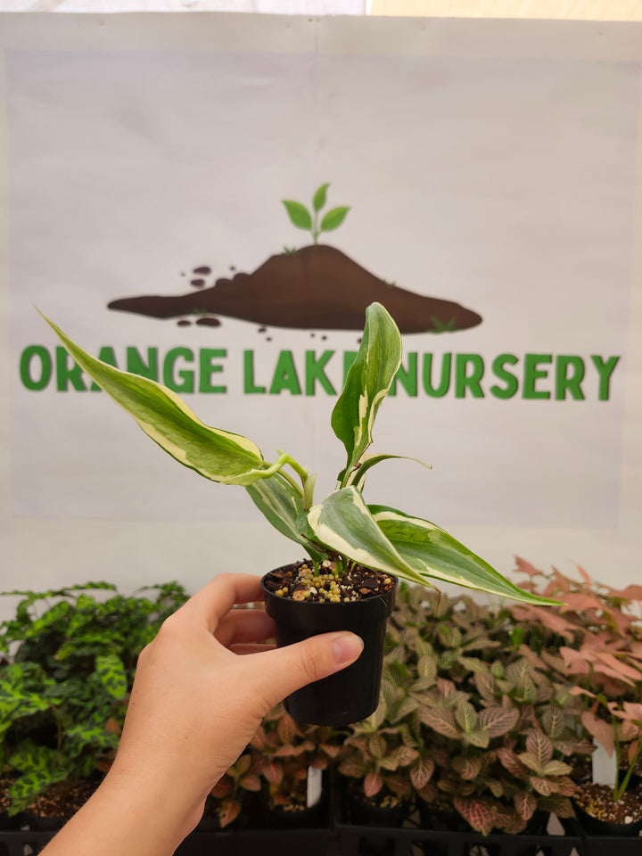 Philodendron Rio (3in)-1851