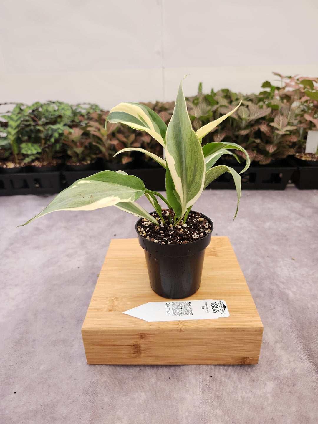 Philodendron Rio (3in)-1853