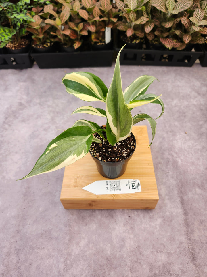 Philodendron Rio (3in)-1853