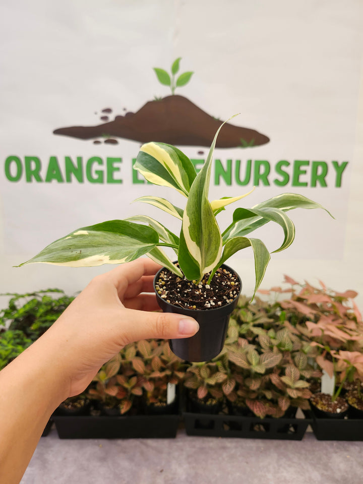 Philodendron Rio (3in)-1853