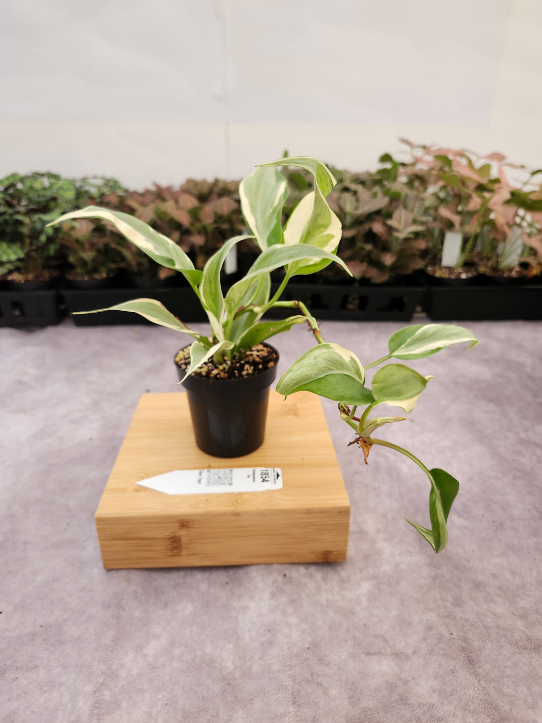 Philodendron Rio (3in)-1854
