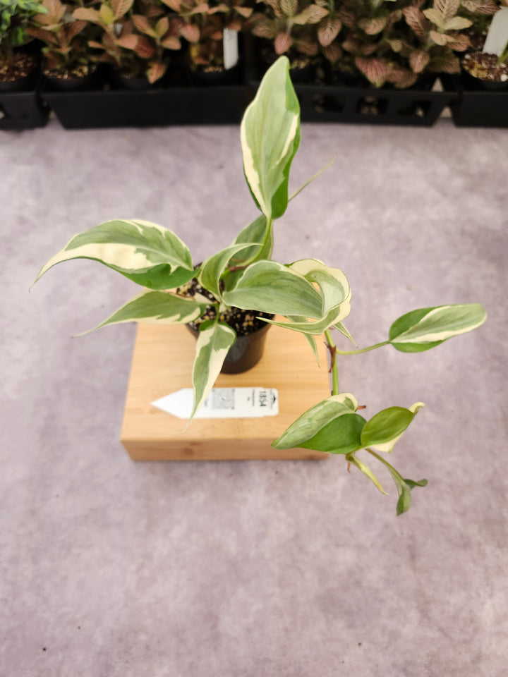 Philodendron Rio (3in)-1854